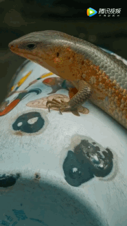 c00362ba-7071-4225-9b2c-6d2d7bb18f8a.gif