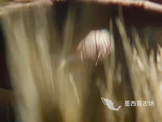 52470990-bb76-49b2-8fa0-191d1e6e4db2.gif