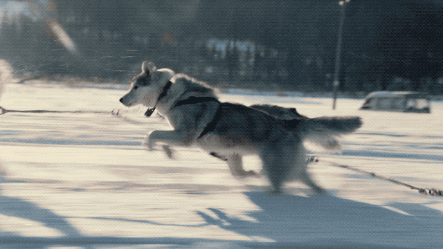 310c7da7-dfff-4e74-990f-3827a250233f.gif